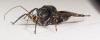 Notocyrtus gibbus